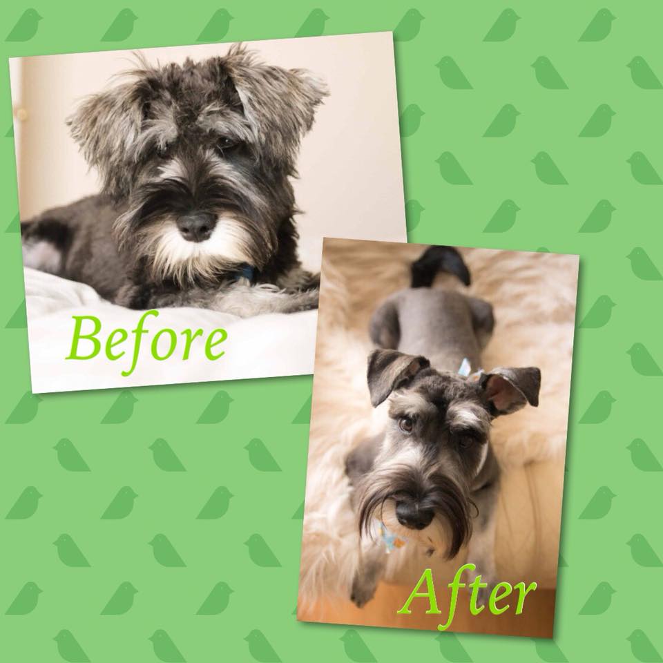 Cutetee Pet Salon Client 24 after Dog Grooming Hair Cut