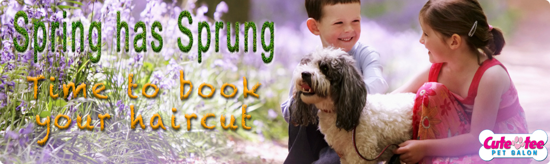 Spring has sprung time for dog grooming at Cutetee Pet Salon Albury 2