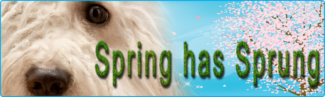 Spring has sprung time for dog grooming at Cutetee Pet Salon Albury